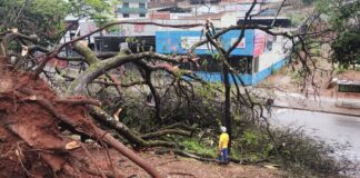Árvore cai em João Monlevade após forte chuva