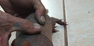 Filhote de tatu é resgatado em residência no bairro de Lourdes Foto: Brigada Florestal Voluntária de João Monlevade