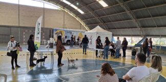 João Monlevade realiza castração gratuita de 480 cães e gatos