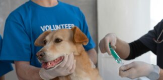 Itabira realiza Dia D de Vacinação Antirrábica