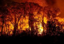Minas tem 130 incêndios em vegetação por dia só em agosto