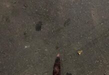 Homem é preso após tentar matar companheira a facadas em Bela Vista de Minas