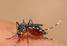 Casos de dengue em MG sobem 23% em uma semana e chegam a 10 mil