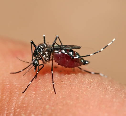 dengue_63752