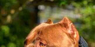 Prefeitura reforça obrigatoriedade do uso de focinheira para cães