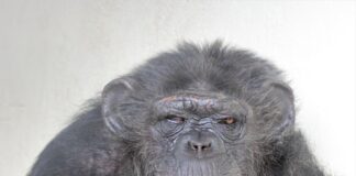 Zoológico de BH registra mortes de leoa e chimpanzé em procedimentos anestésicos