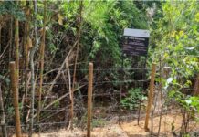 ArcelorMittal recupera 34 nascentes em Monlevade