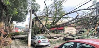 Árvore de grande porte cai em Santa Bárbara, destrói veículos e deixa área interditada