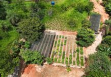 Viveiro Municipal de São Gonçalo disponibiliza cerca de 6 mil mudas de café para doação