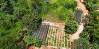 Viveiro Municipal de São Gonçalo disponibiliza cerca de 6 mil mudas de café para doação