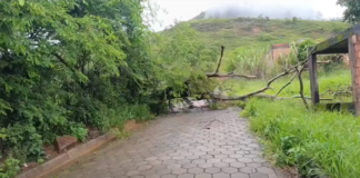 Árvore cai e interdita via no bairro Vera Cruz, em João Monlevade