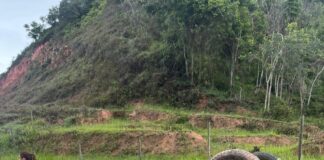 Veículo capota na BR-262 e mobiliza equipes de resgate em São Domingos do Prata