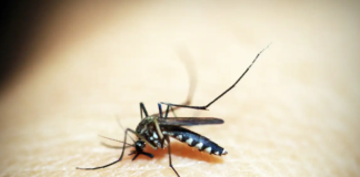 Microcefalia: pesquisadores brasileiros publicam maior estudo já feito sobre sequela do vírus zika