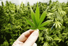 Anvisa discute nesta quarta regras para a produção de cannabis no país