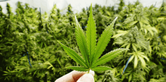 Anvisa discute nesta quarta regras para a produção de cannabis no país