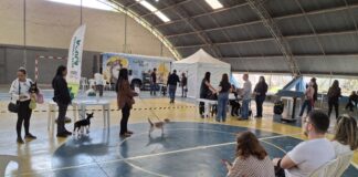 Castramóvel retorna a João Monlevade com nova etapa de castrações gratuitas