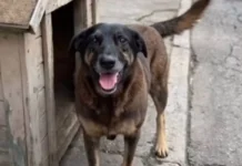 Pais articulam envio de adolescente suspeito de matar cão Orelha para a Austrália