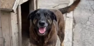 Pais articulam envio de adolescente suspeito de matar cão Orelha para a Austrália