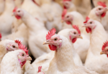 Estado de emergência por gripe aviária é prorrogada por mais 180 dias