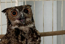 Rodovias de MG registram cerca de 270 resgates de animais em 2025