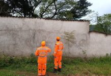 Bombeiros passam cerca de oito horas em ação para conter enxame de abelhas em João Monlevade
