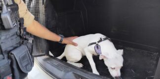 Cão é resgatado após passar cerca de 24 horas em carro fechado; tutora é presa em João Monlevade