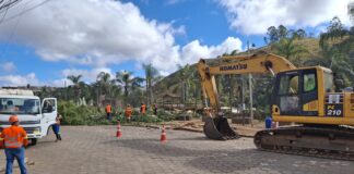 Nova 381 realiza supressão de árvores na Praça Rodrigo Bastieri em João Monlevade