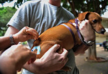 Brasil completa dez anos sem casos de raiva humana transmitida por variantes associadas a cães