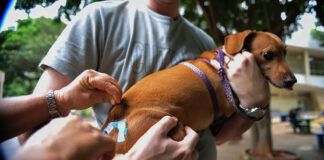 Brasil completa dez anos sem casos de raiva humana transmitida por variantes associadas a cães