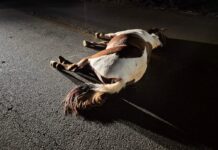 Motociclista é socorrido após colisão com cavalo entre São Domingos do Prata e Nova Era