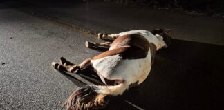 Motociclista é socorrido após colisão com cavalo entre São Domingos do Prata e Nova Era