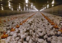 TJMG condena Cemig por morte de mais de 7,7 mil aves após falhas no fornecimento de energia