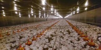 TJMG condena Cemig por morte de mais de 7,7 mil aves após falhas no fornecimento de energia