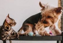 São Gonçalo realiza repescagem de vacinação de cães e gatos às sextas-feiras de outubro