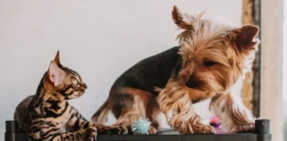 São Gonçalo realiza repescagem de vacinação de cães e gatos às sextas-feiras de outubro