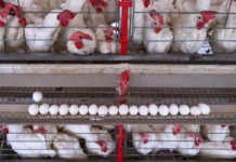 Chile suspende importações de produtos avícolas de Santa Catarina após caso de Newcastle