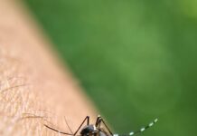 LIRAa aponta risco de infestação do Aedes aegypti em 49,2% dos municípios avaliados